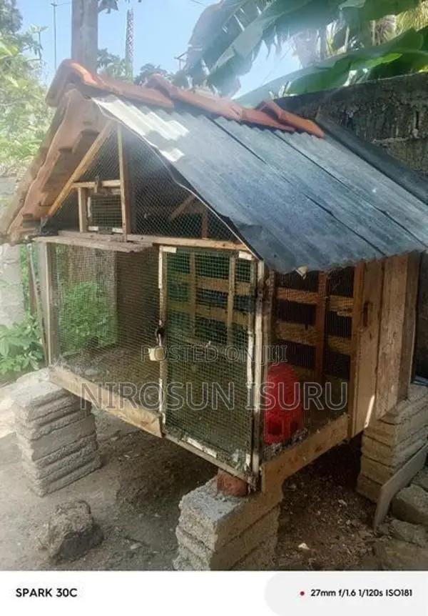 Pigeons Cage