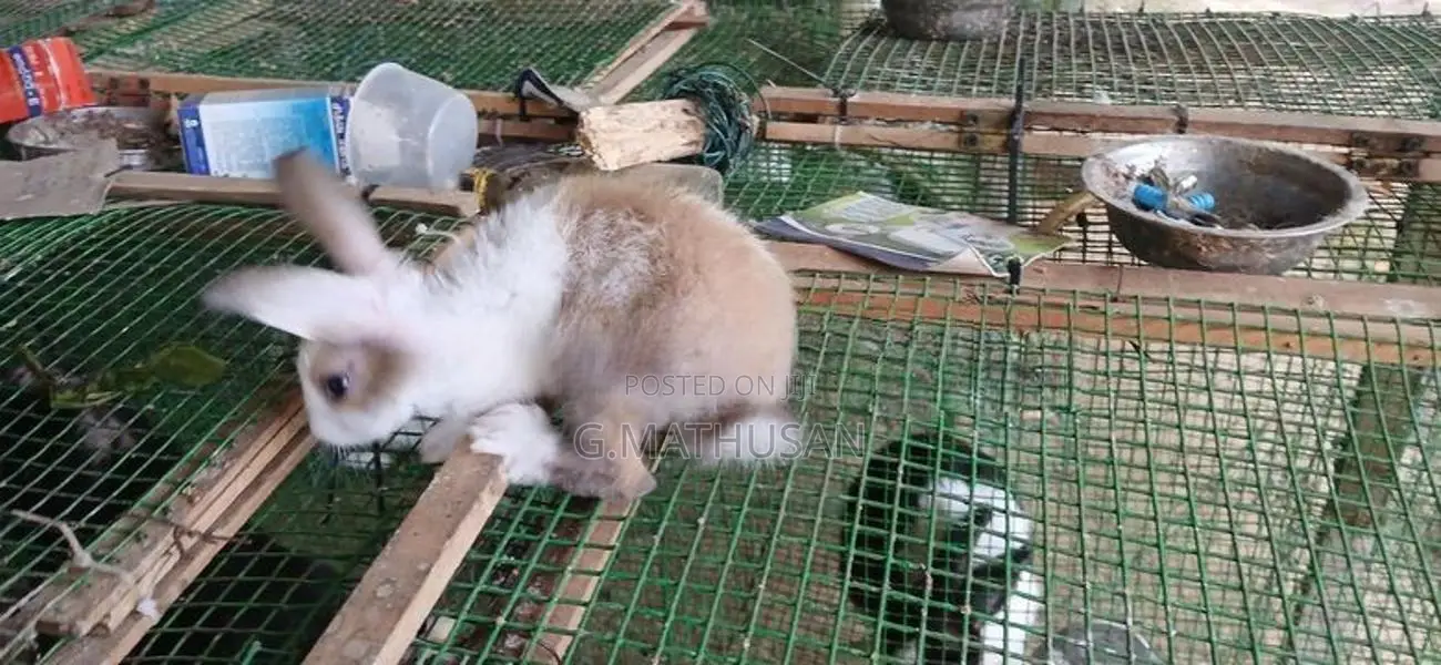 Rabbit