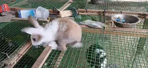 Rabbit