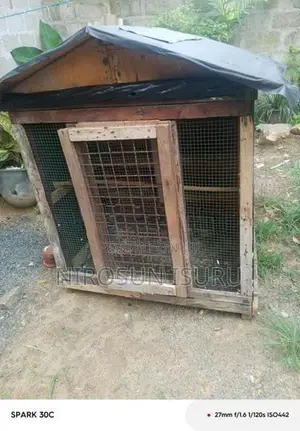 Pigeons Cage