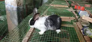 Rabbit