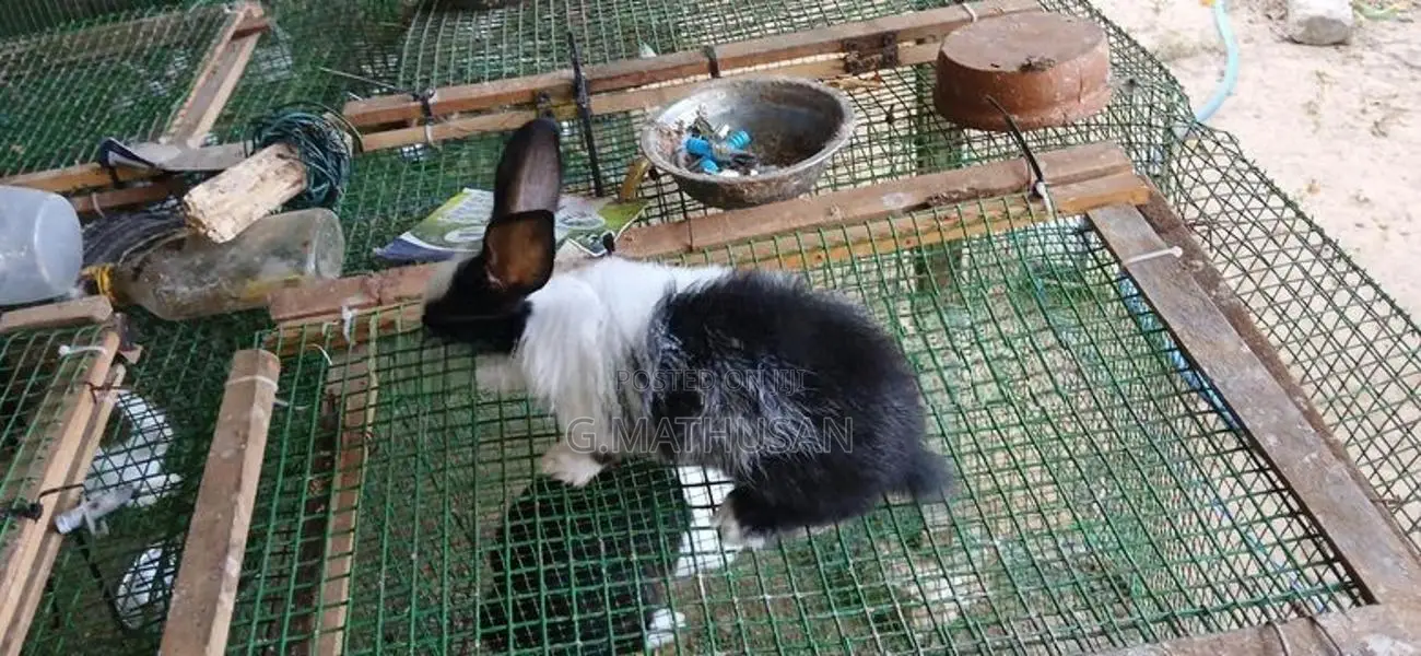Rabbit