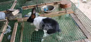 Rabbit