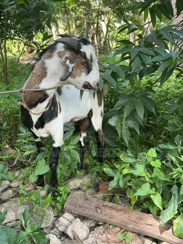 Goat