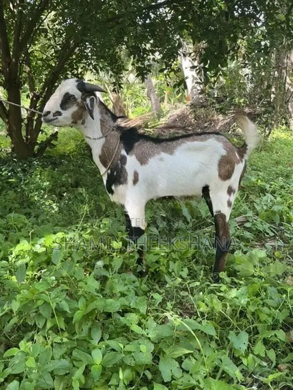 Goat