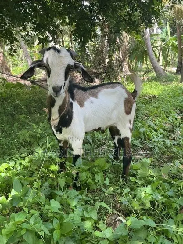 Goat