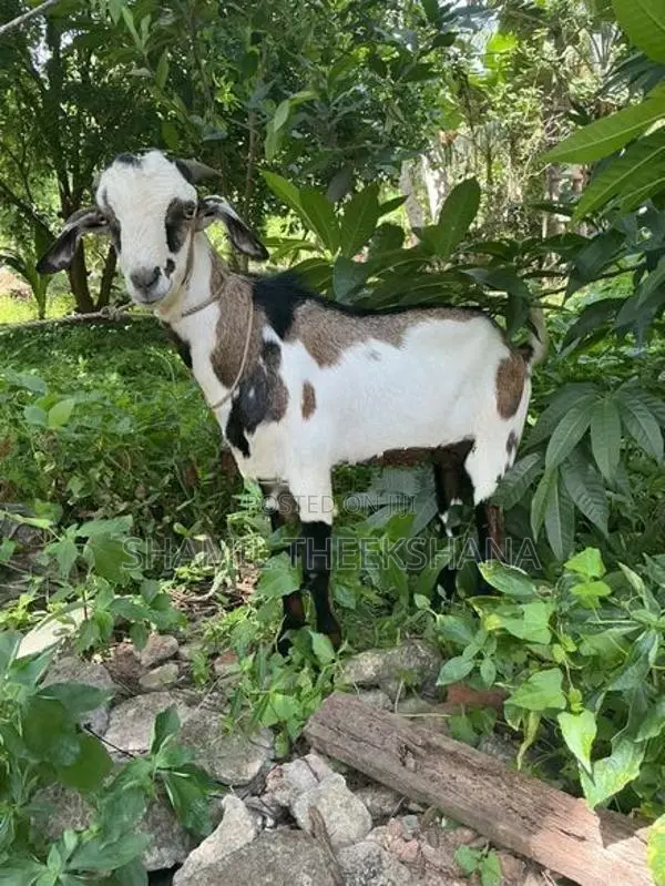 Goat