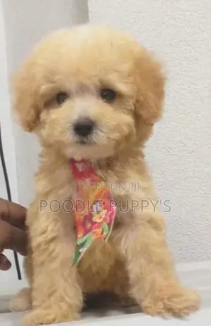 Poodle Female