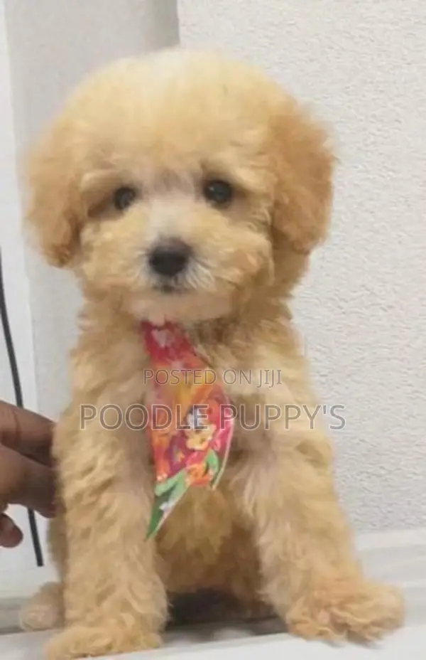Poodle Female