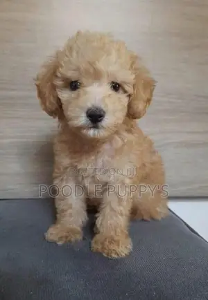 Poodle Female