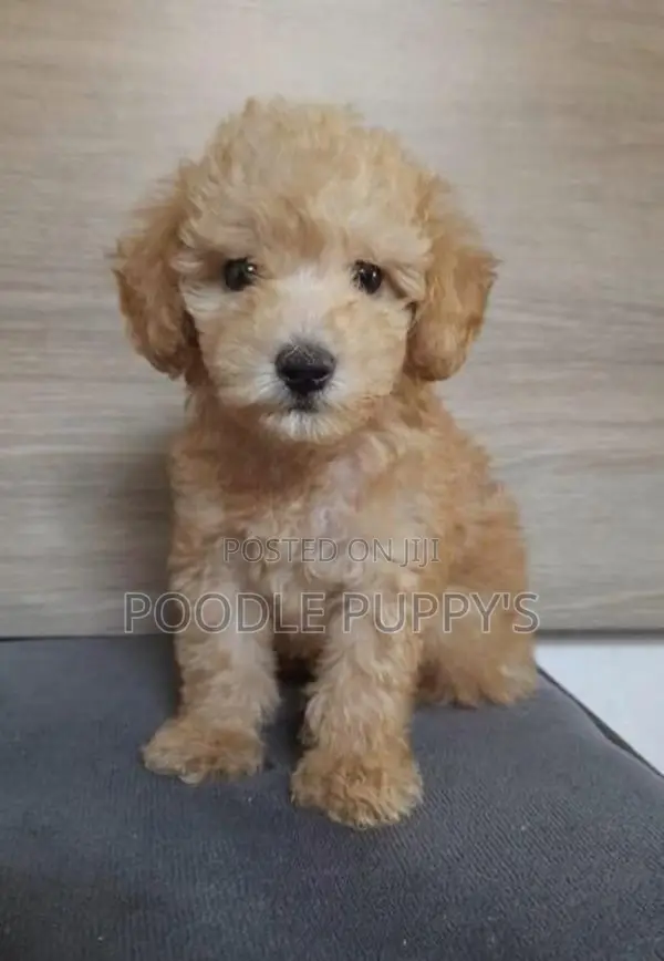 Poodle Female