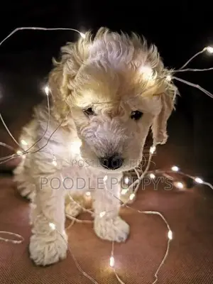 Poodle Female