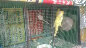 Ringනෙක් Breeding පෙයාර්