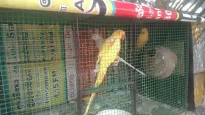 Ringනෙක් Breeding පෙයාර්