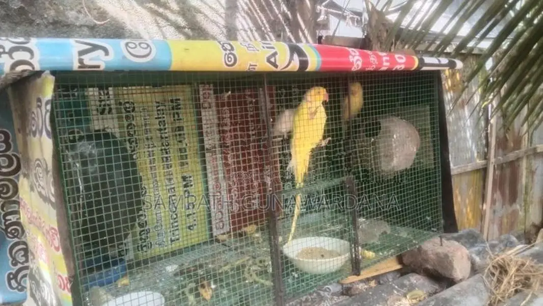 Ringනෙක් Breeding පෙයාර්