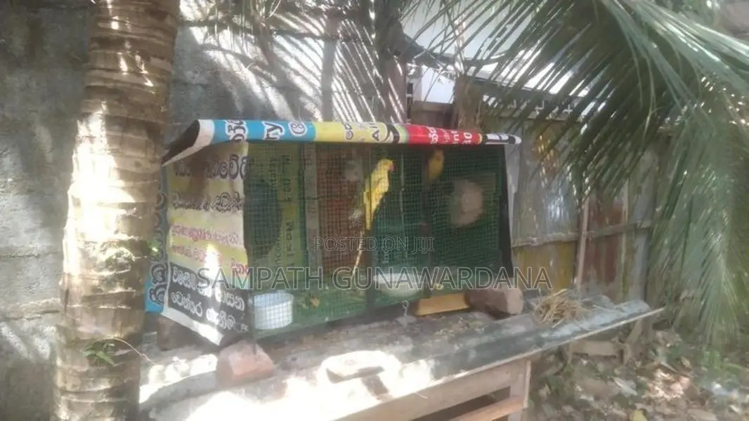 Ringනෙක් Breeding පෙයාර්