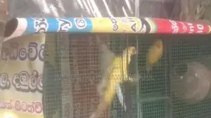 Ringනෙක් Breeding පෙයාර්