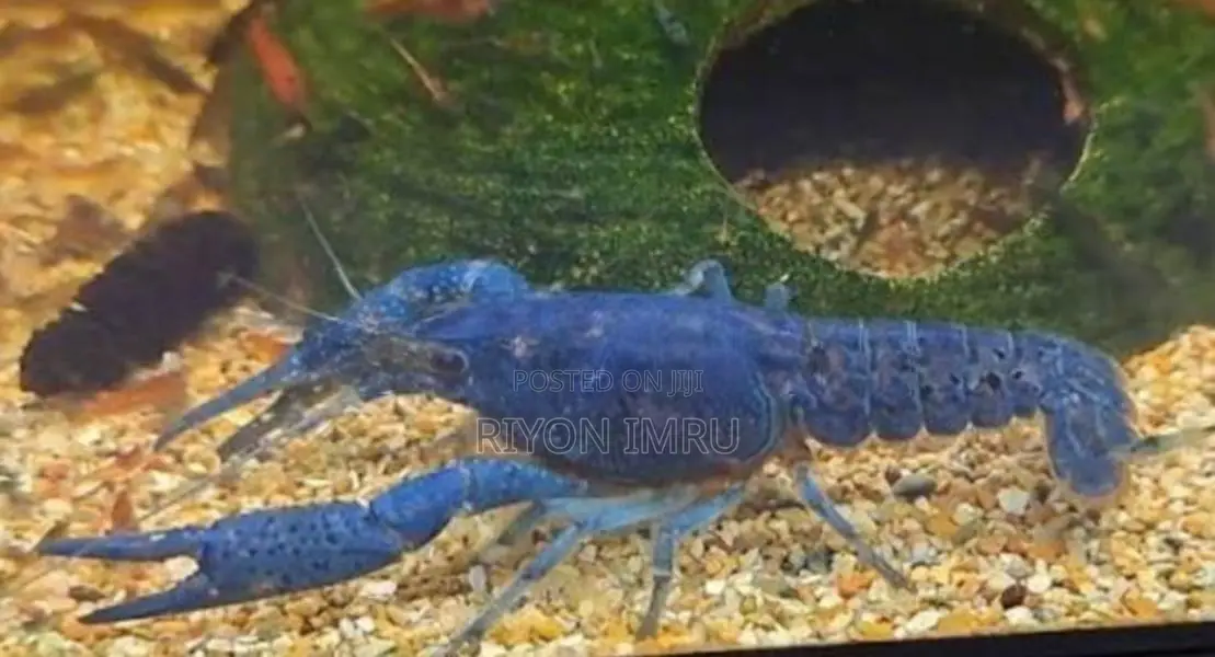 Electric Blue Crayfish