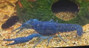 Electric Blue Crayfish