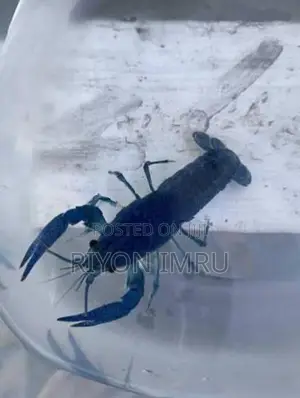 Electric Blue Crayfish