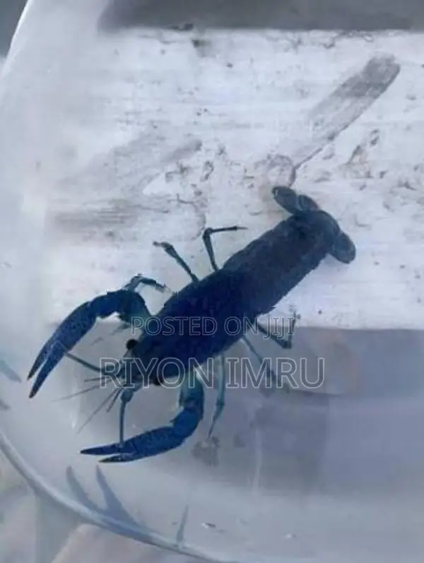 Electric Blue Crayfish