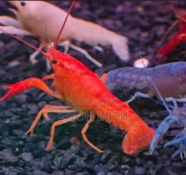 Super red Crayfish