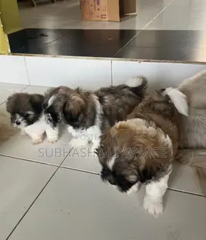 Shih Tzu Puppies