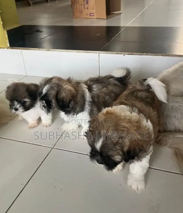 Shih Tzu Puppies