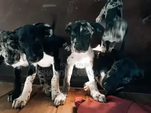 Great Dane Puppies