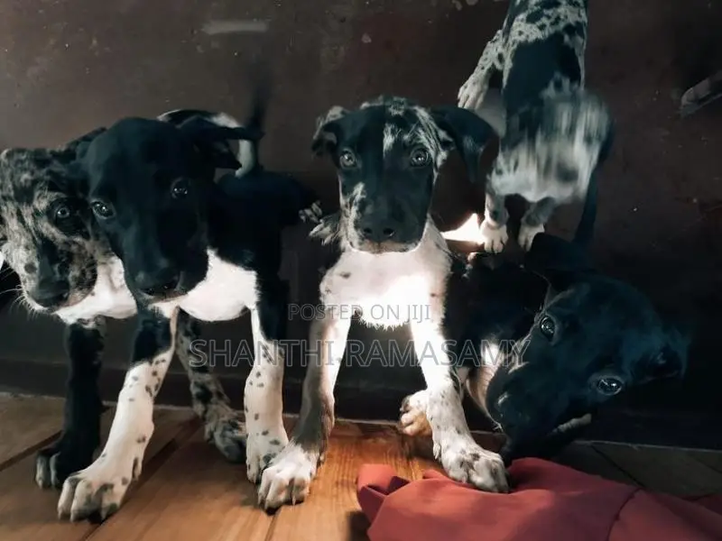 Great Dane Puppies
