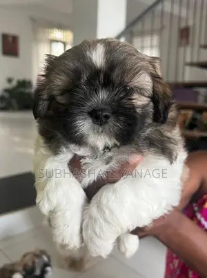 Shih Tzu Puppies
