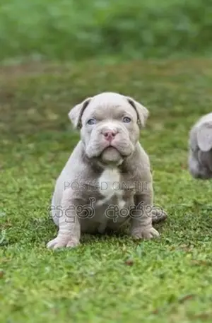 Top quality American Bully puppies