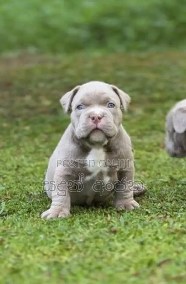 Top quality American Bully puppies
