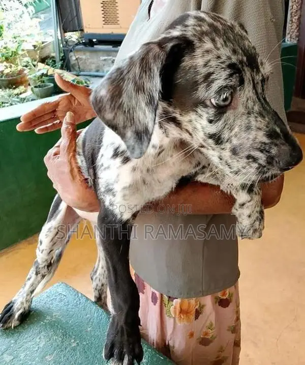 Great Dane Puppies