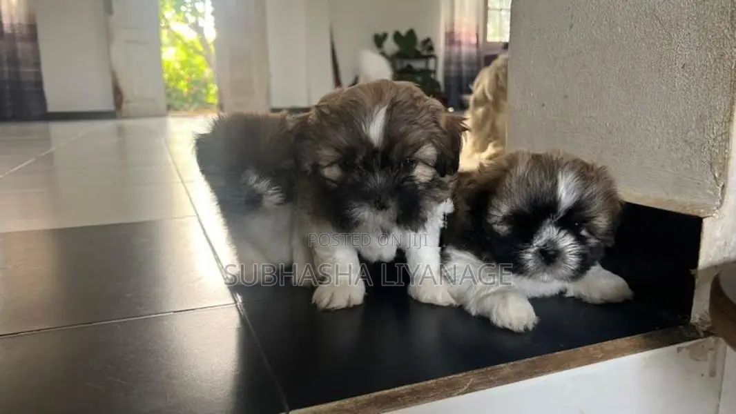 Shih Tzu Puppies