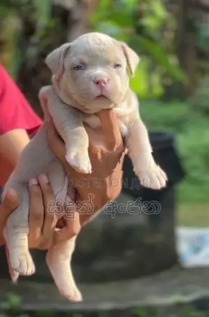 Top quality American Bully puppies