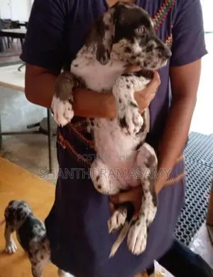 Great Dane Puppies