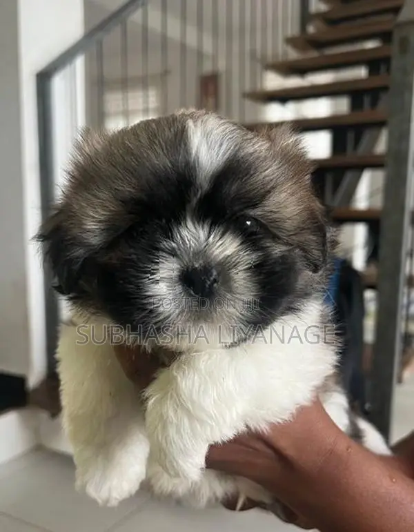 Shih Tzu Puppies