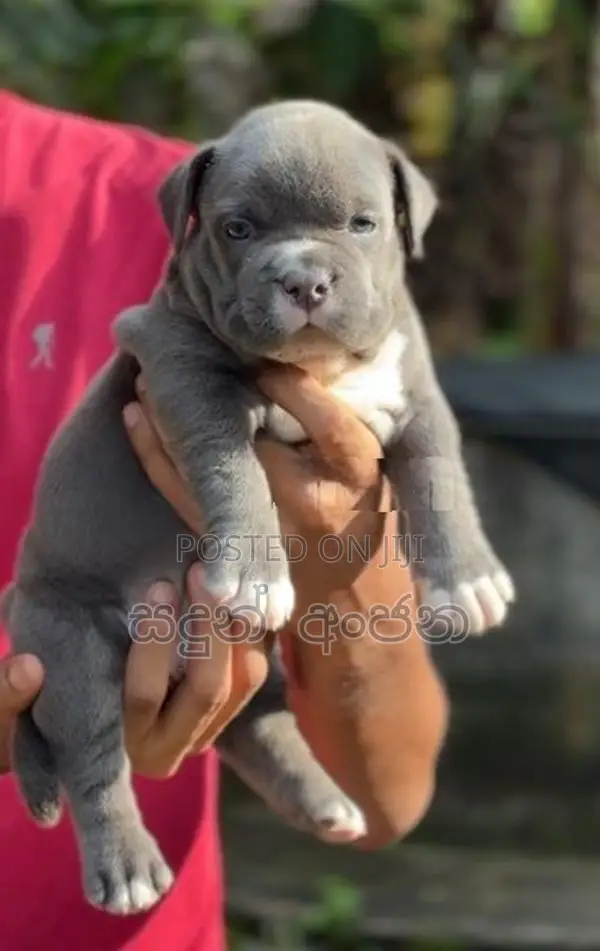 Top quality American Bully puppies