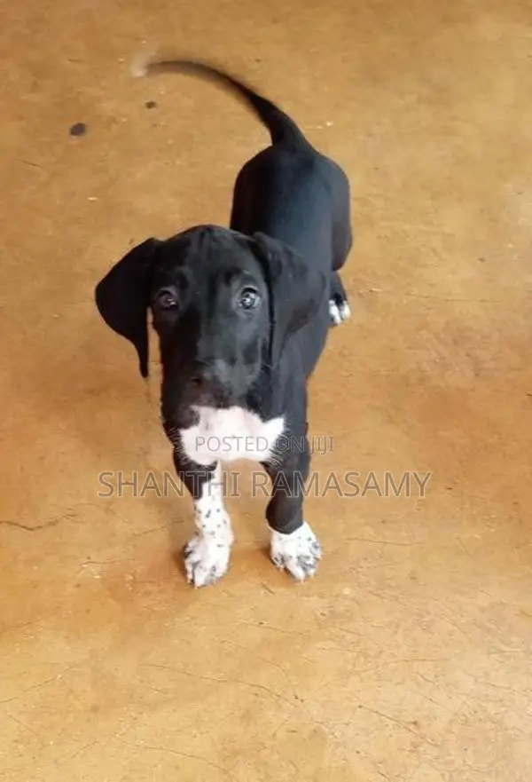 Great Dane Puppies