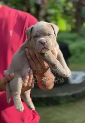 Top quality American Bully puppies