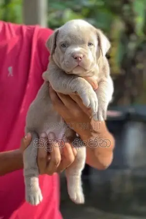 Top quality American Bully puppies