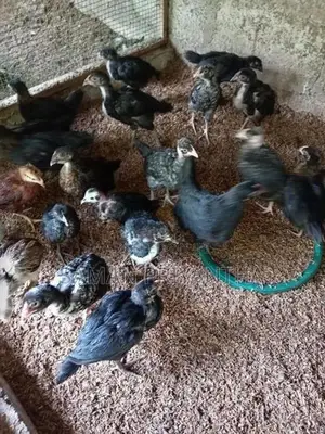 Country Chickens