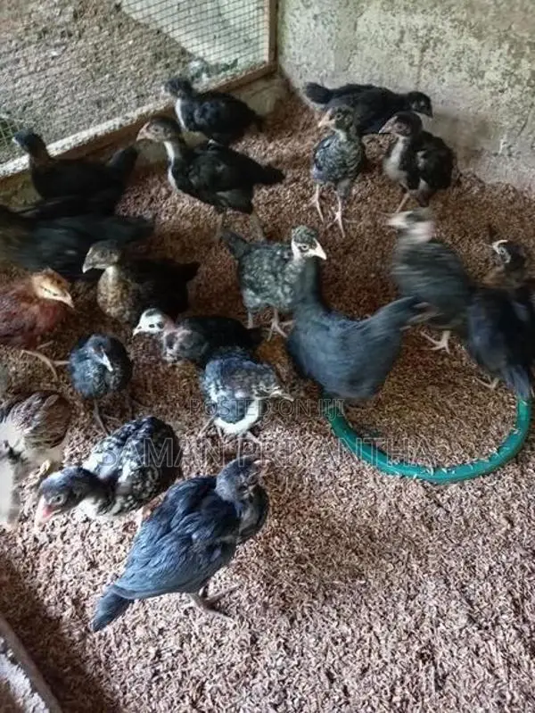 Country Chickens