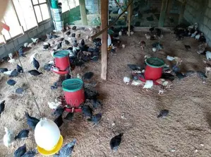 Country Chickens