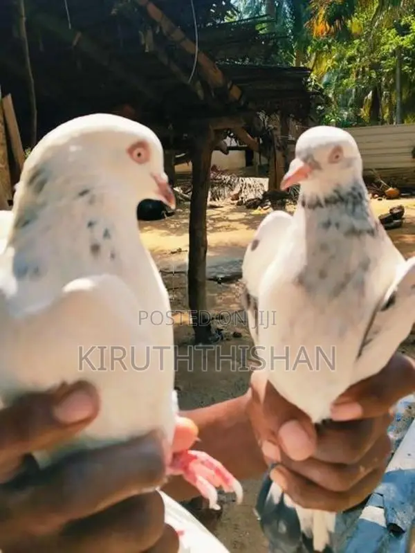 Timer Breading Pigeons