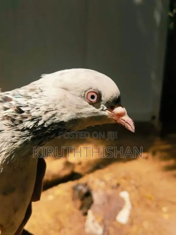 Timer Breading Pigeons