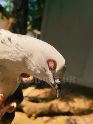 Timer Breading Pigeons