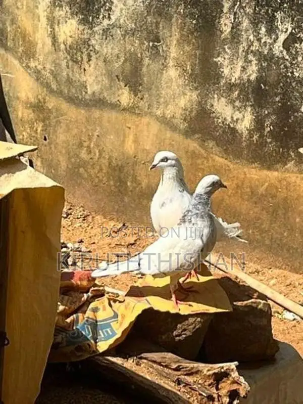 Timer Breading Pigeons