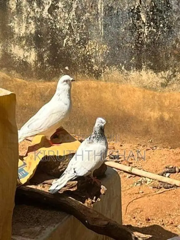 Timer Breading Pigeons